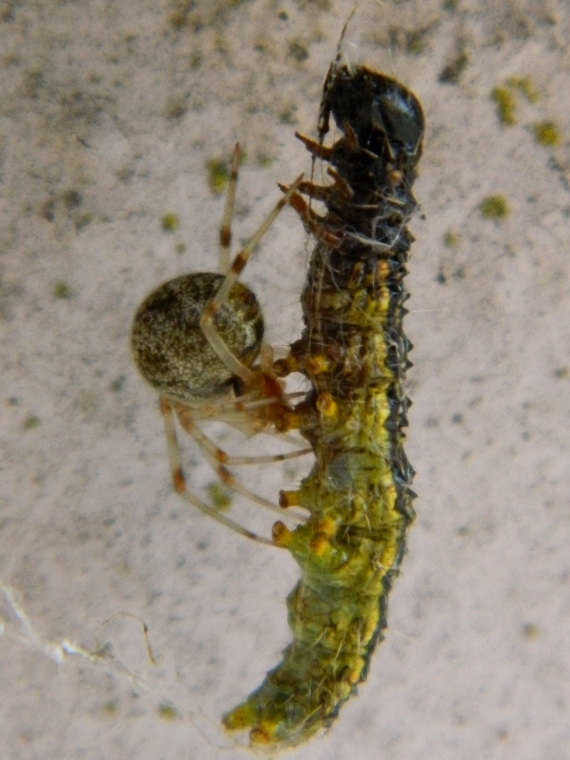 Parasteatoda tepidariorum con larva di Cydalima perspectalis